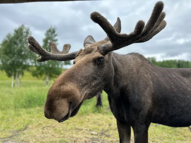 Op bezoek bij Moose Garden